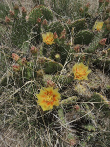 Cactus bloom