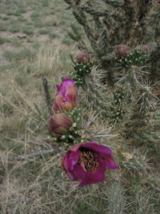 Cholo cactus bloom